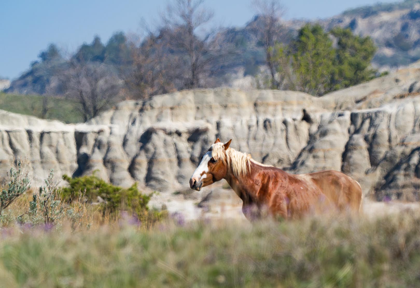 medora, theodore roosevelt national park, wild horses